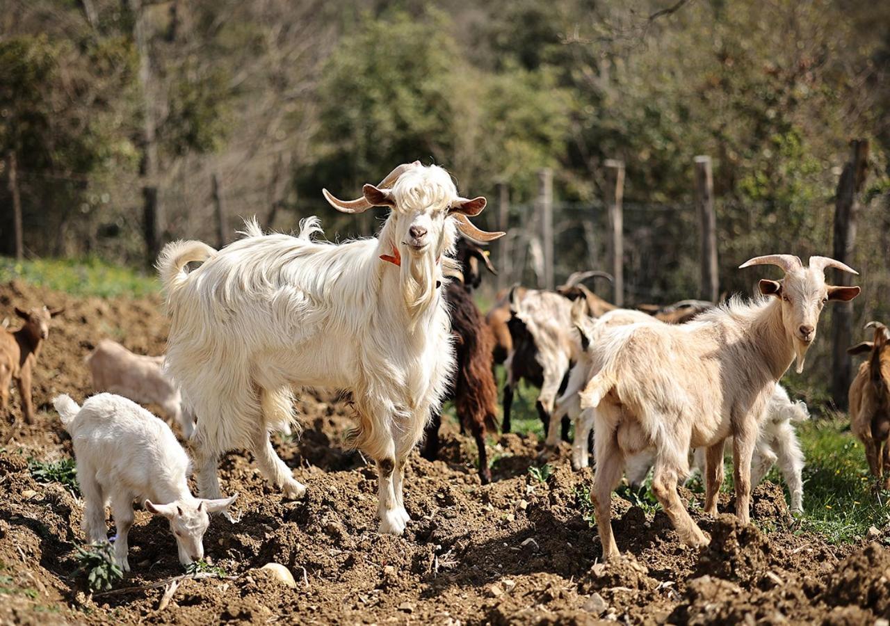 Casa Agricola Scorziello Villa Serre  ภายนอก รูปภาพ